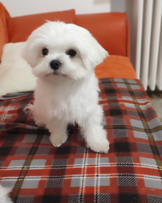 Maltese accoppiamento