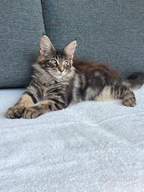 Gattino Maine Coon