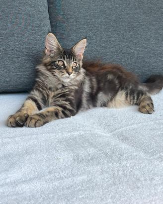 Gattino Maine Coon