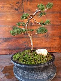 Bonsai di Cipresso