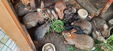 Conigli