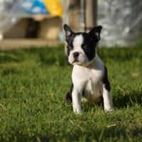 Boston Terrier