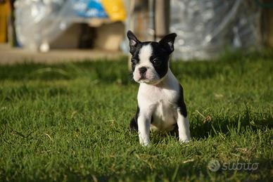 Boston Terrier