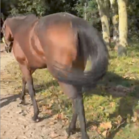 Cavallo castrone PSI a fine carriera