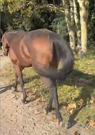 Cavallo castrone PSI a fine carriera