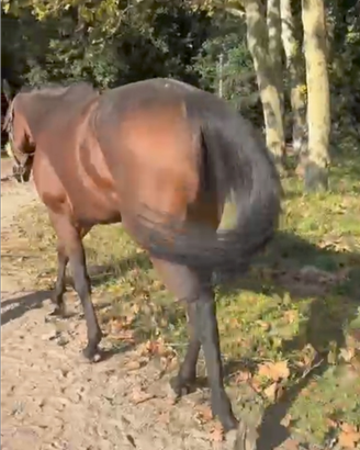 Cavallo castrone PSI a fine carriera