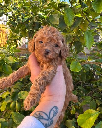 Cuccioli di barboncino Red