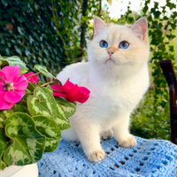 Gattina British Shorthair ,cuccioli ,gattini