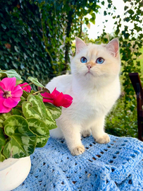 Gattina British Shorthair ,cuccioli ,gattini