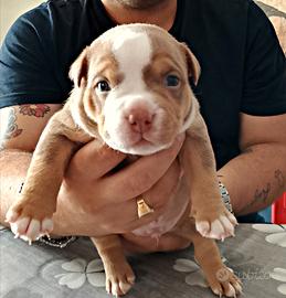 Cucciolo american bully pocket