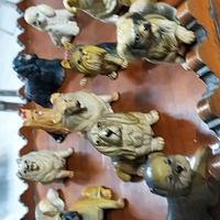 collezione di tutte le razze di cane 
