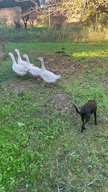 Oca romagnola maschio