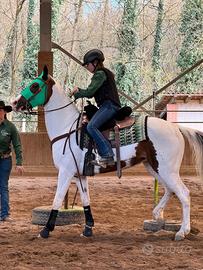 Cavalla Monta Western