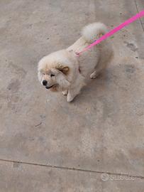 Chow Chow