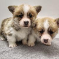 Disponibili cuccioli di razza Welsh Corgi Pembroke