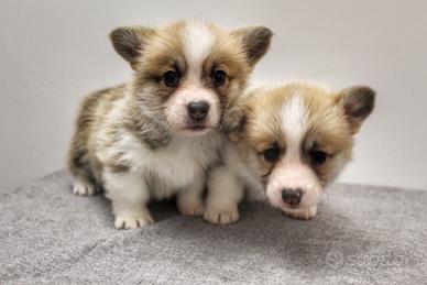 Disponibili cuccioli di razza Welsh Corgi Pembroke