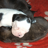 Bulldog francese