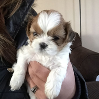 Maltipoo mini toy