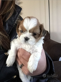 Maltipoo mini toy