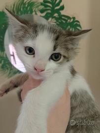 Tigrine micetti siamesi