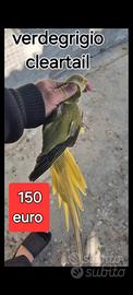 Parrocchetto dal collare cleartail