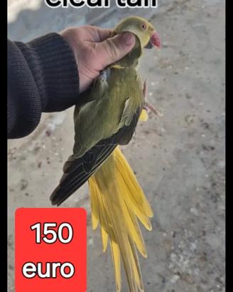 Parrocchetto dal collare cleartail