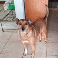 Linda: dolce e socievole. Adozione o stallo