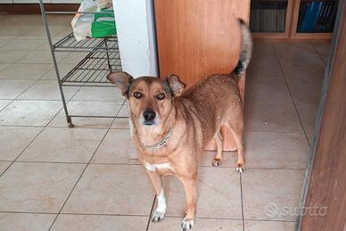 Linda: dolce e socievole. Adozione o stallo