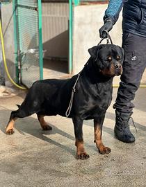 Stallone dí Rottweiler