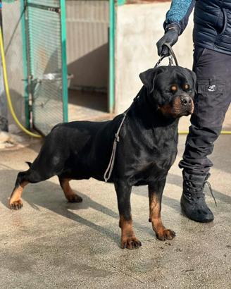 Stallone dí Rottweiler