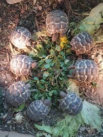 Tartarughe di terra hermanni