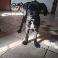 Cane corso