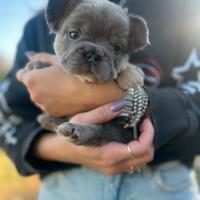 Bulldog francese fluffy