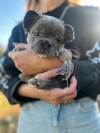Bulldog francese fluffy