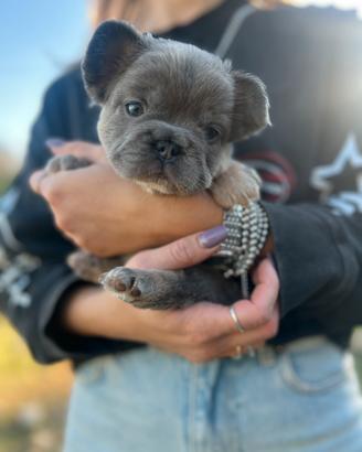 Bulldog francese fluffy