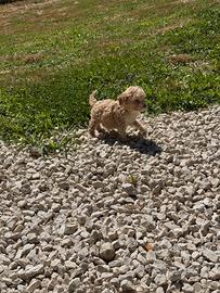 Cucciolo lagotto romagnolo