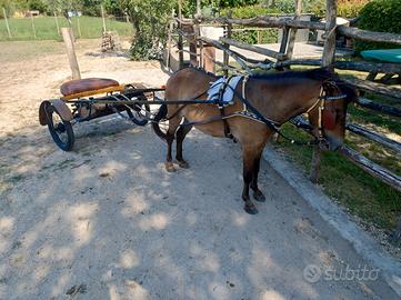 Cavallo