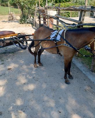 Cavallo