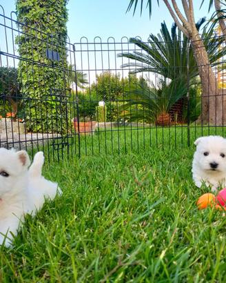 West Highland White Terrier