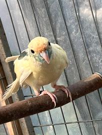 Kakariki mottle