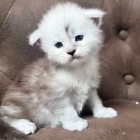 Cuccioli maine coon altissima genealogia estera