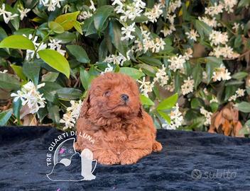 Barboncino Toy – Cuccioli Selezionati