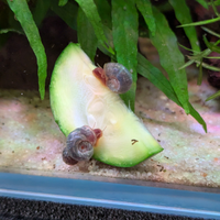Lumache Planorbarius corneus blu