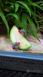 Lumache Planorbarius corneus blu