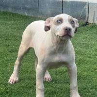 Cuccioli American pitbull