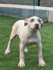 Cuccioli American pitbull