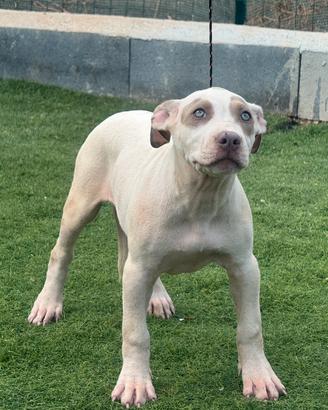 Cuccioli American pitbull