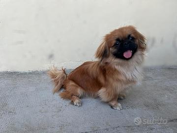 Cagnolino pechinese