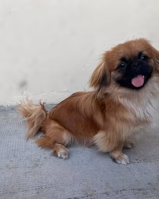 Cagnolino pechinese