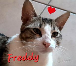 FREDDY un amore di micio